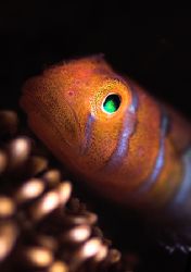 Green eyes. Small gobie in the Sea of Cortez. D2x 105mm2xTc by Rand Mcmeins 